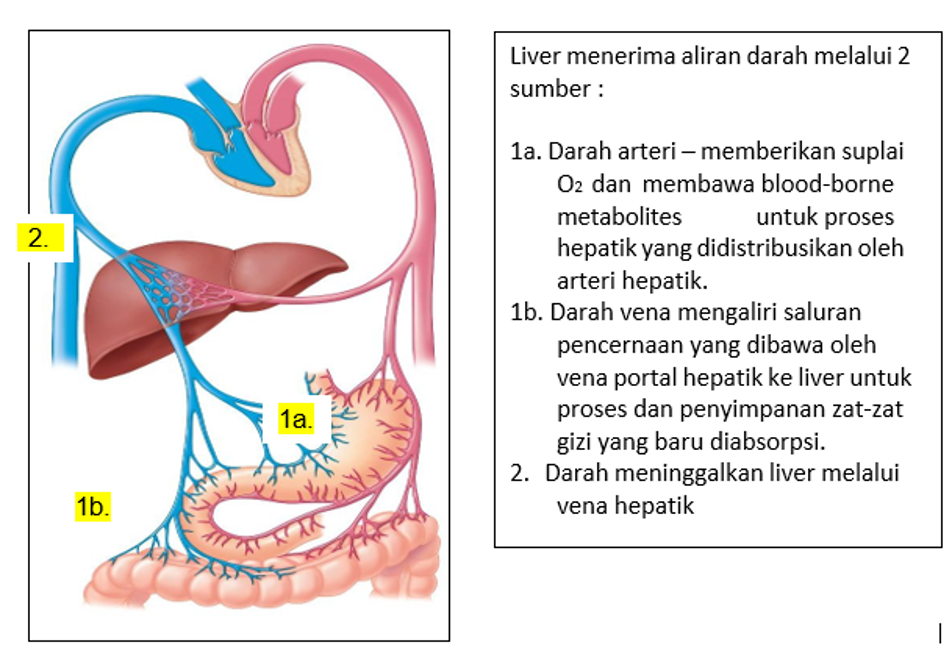 Sirkulasi Darah dari dan ke Hati